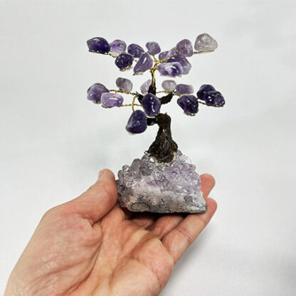 Bonsai Ametista - Image 11