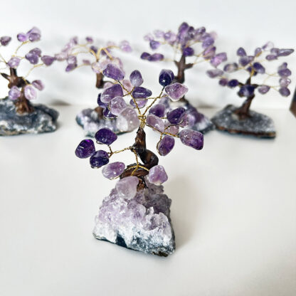 Bonsai Ametista - Image 7