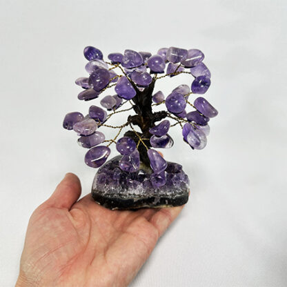 Bonsai Ametista - Image 6