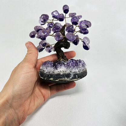 Bonsai Ametista - Image 5