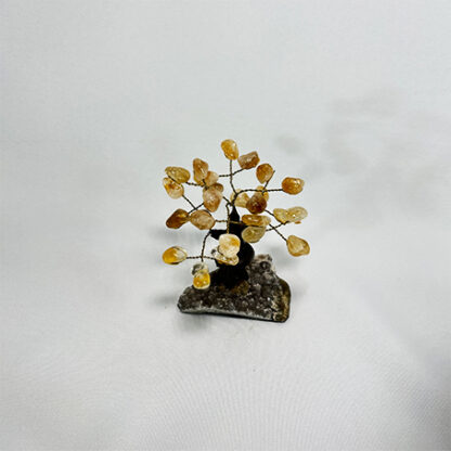 Bonsai Citrino - Image 9