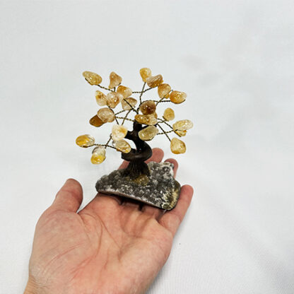 Bonsai Citrino - Image 6