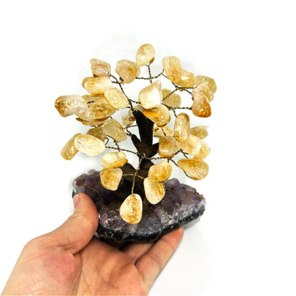 Bonsai Citrino - Image 4