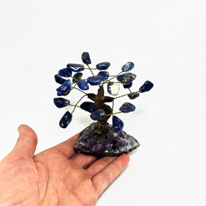 Bonsai Sodalita - Image 9