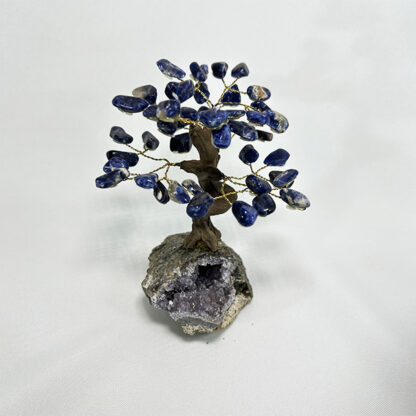 Bonsai Sodalita - Image 5