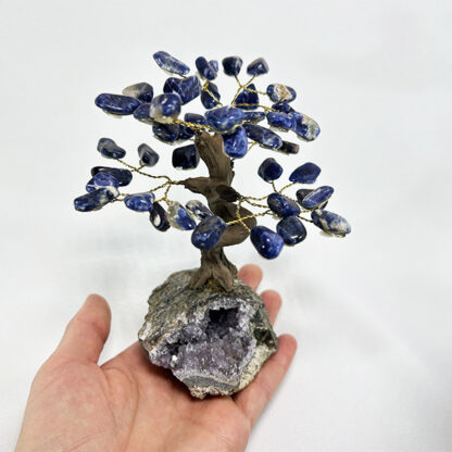 Bonsai Sodalita - Image 4