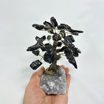 Bonsai Turmalina Negra - Image 4